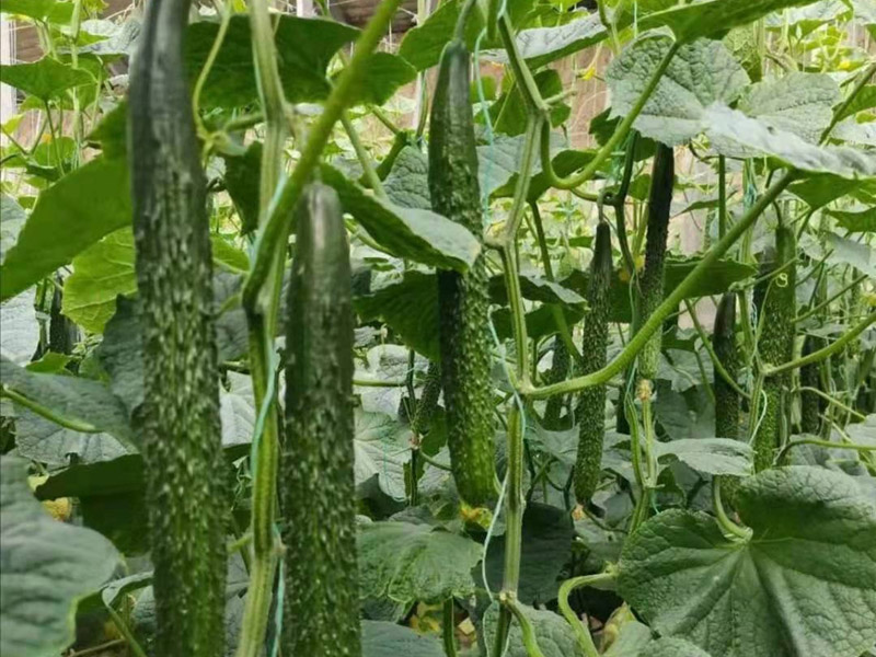 黃瓜開花期用什么肥料好？